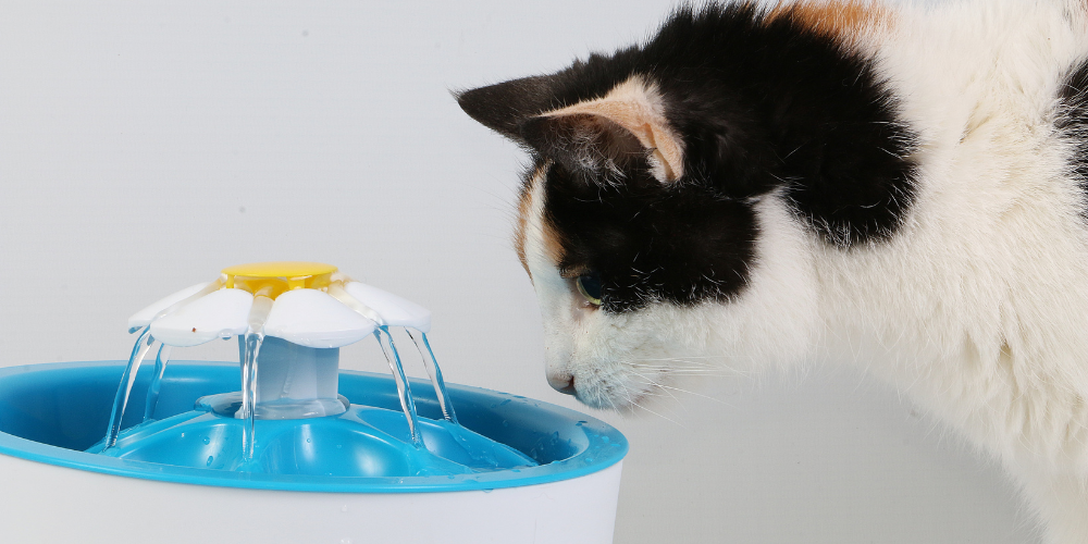 How to Choose the Best Automatic Pet Water Fountain